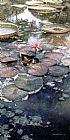 Waterlilies in Bloom